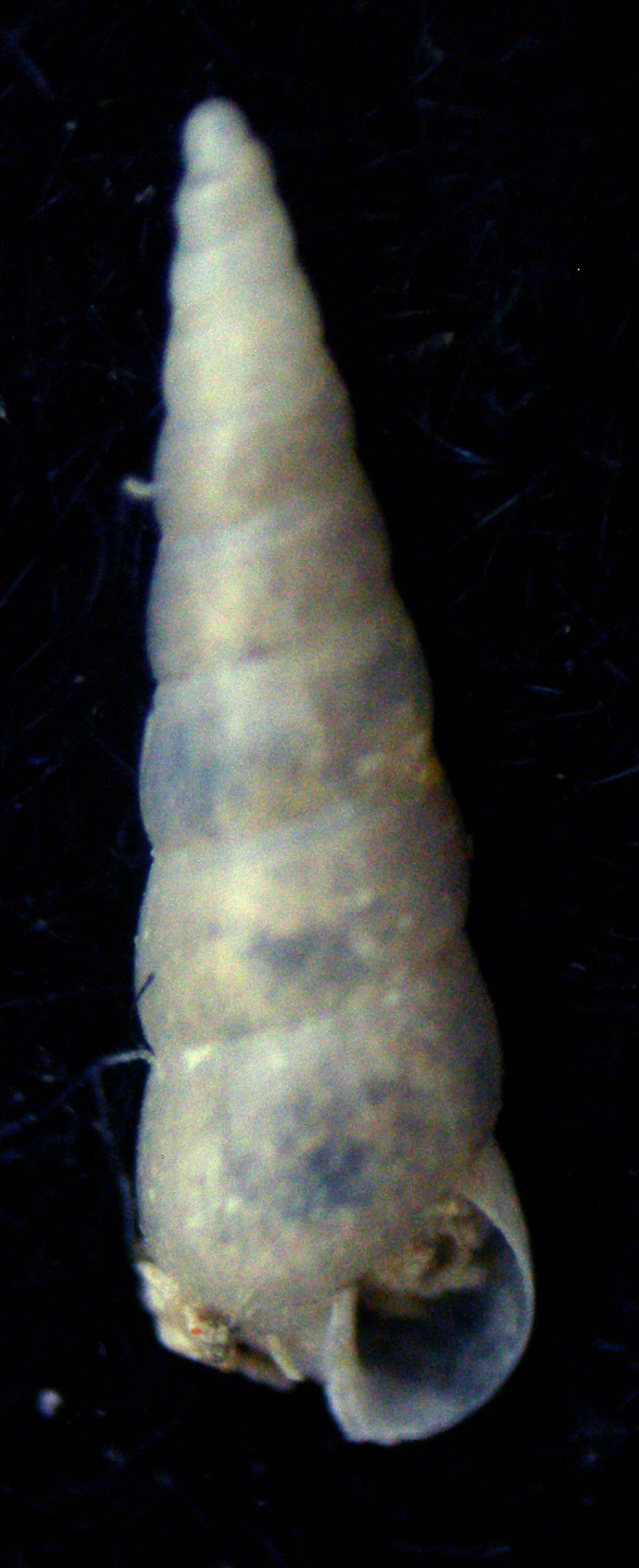 eulimella ????